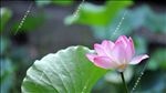 荷花 莲花