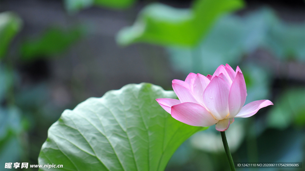 荷花 莲花