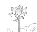 荷花