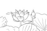 荷花