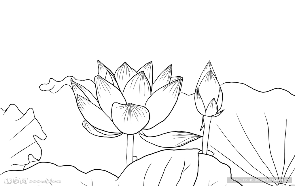 荷花