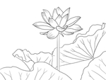荷花