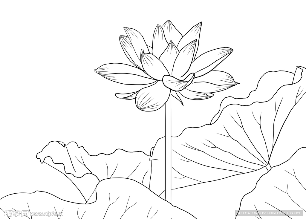 荷花