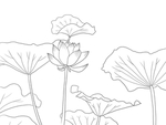 荷花