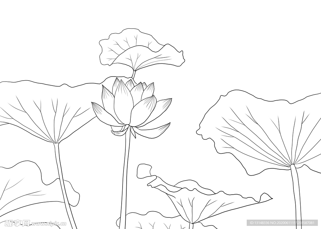 荷花