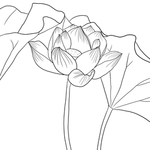 荷花