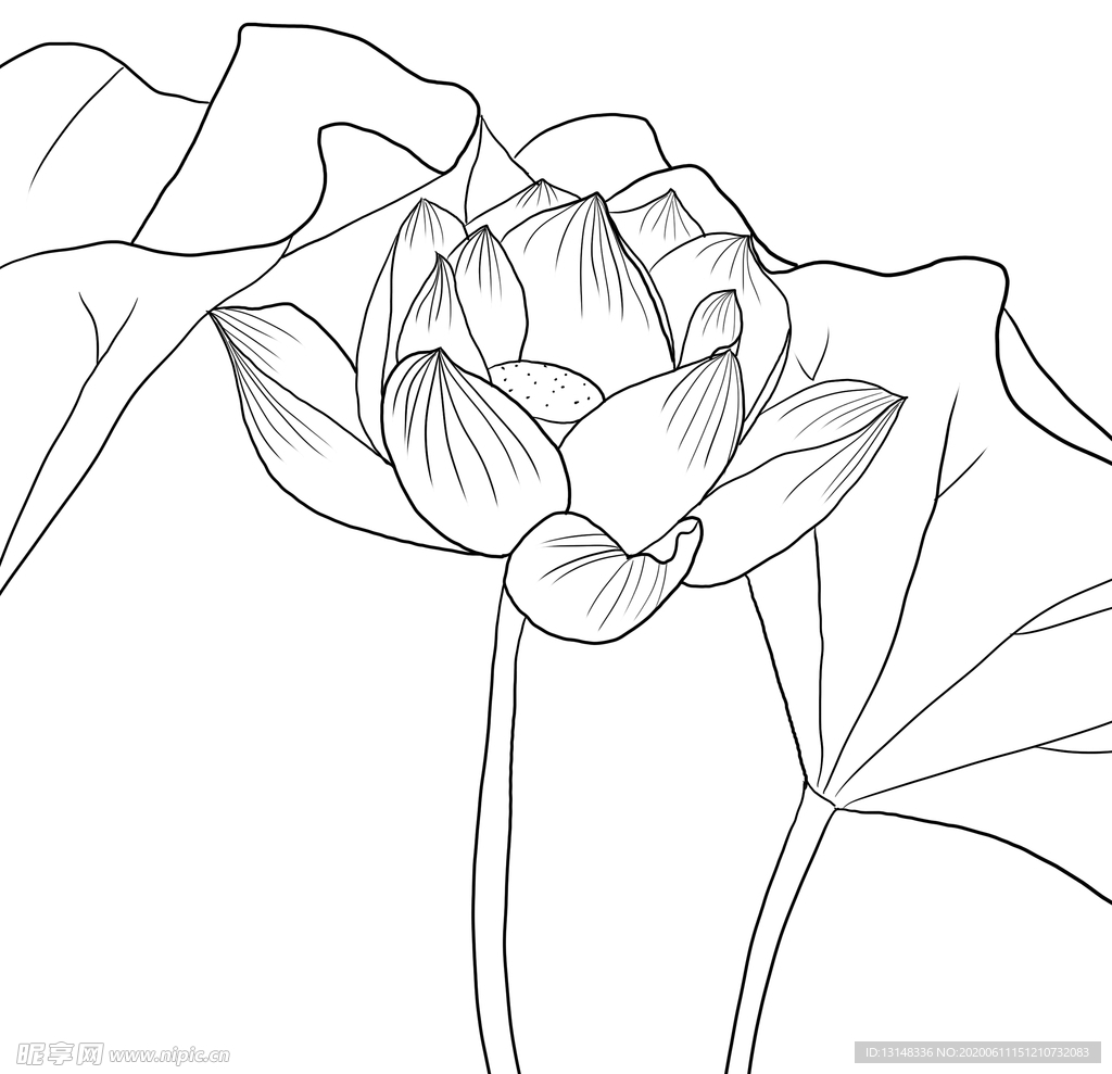 荷花