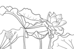 荷花