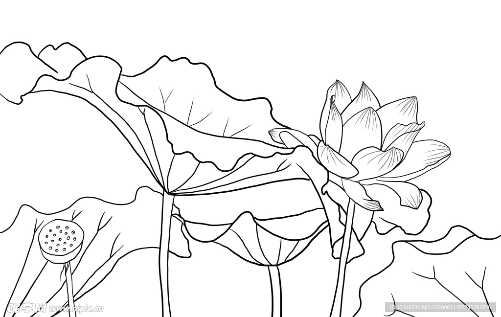 荷花