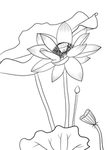 荷花