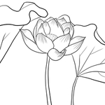 荷花