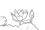 荷花