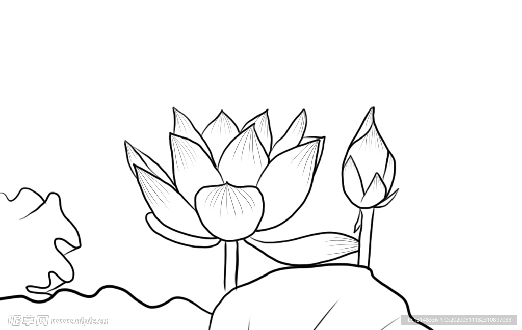 荷花