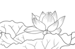 荷花