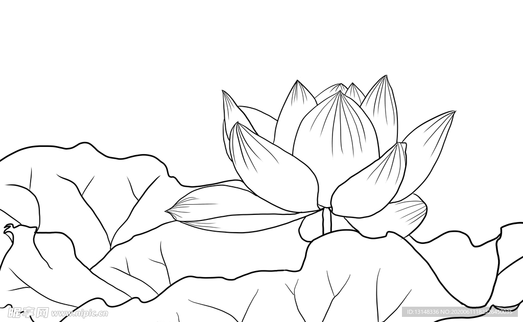 荷花