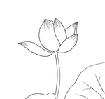 荷花