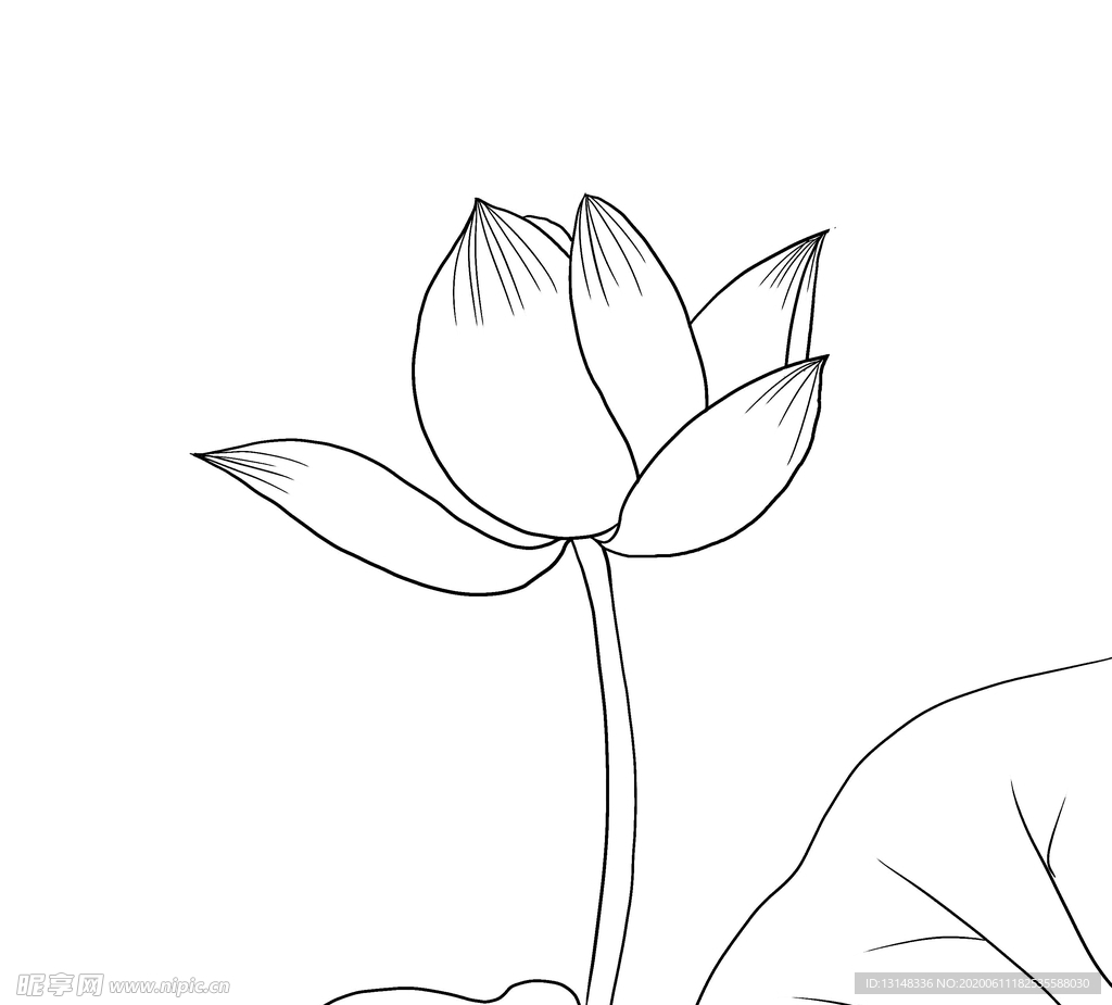 荷花