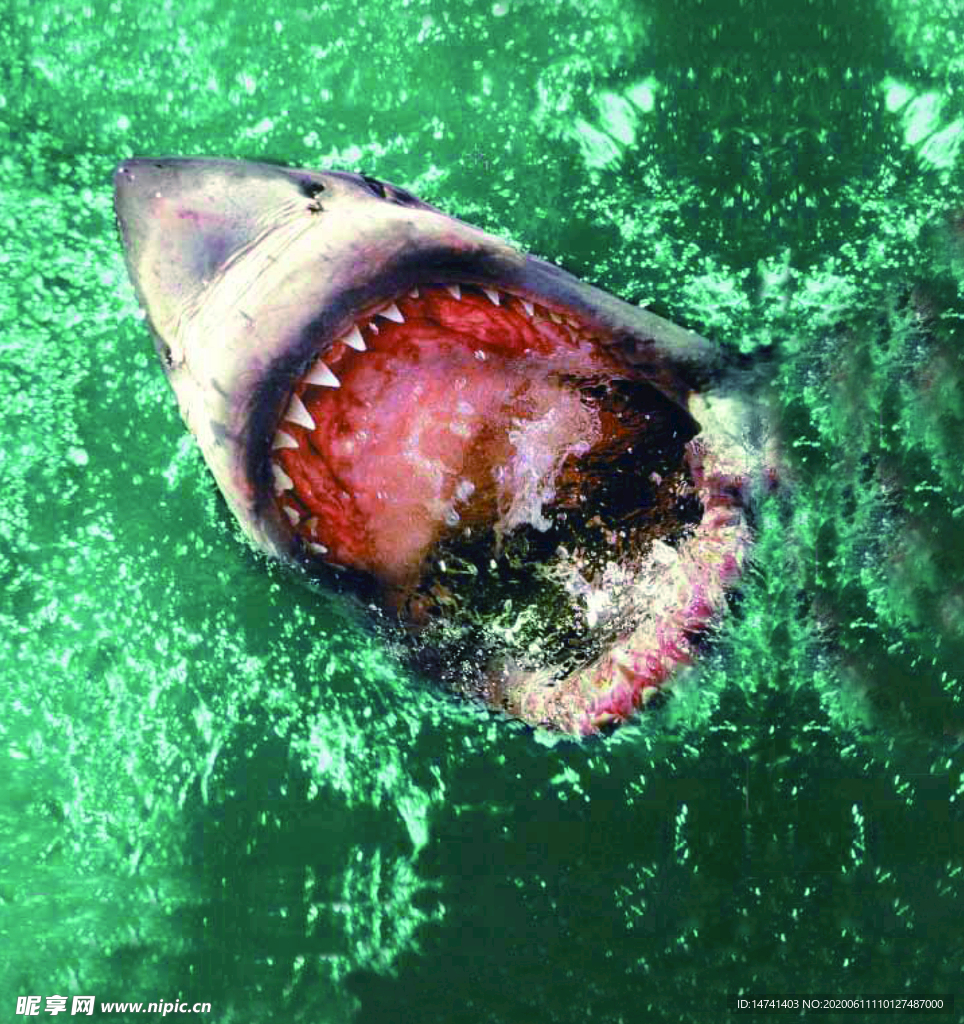 深海大白鲨血盆大口印花图案