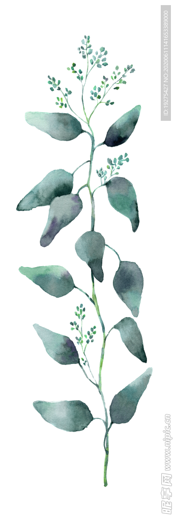 热带植物尤加利