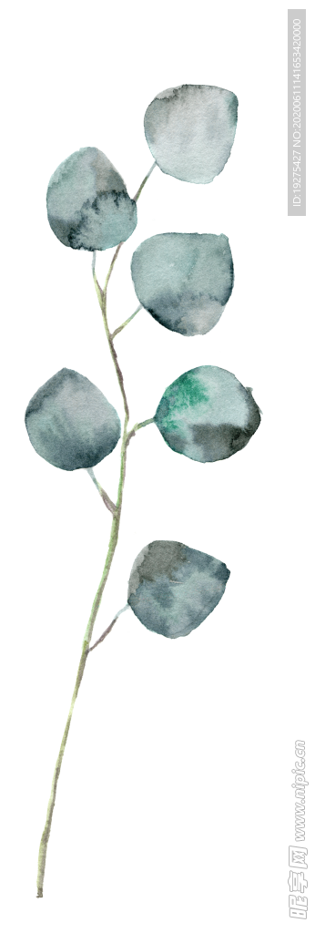热带植物 尤加利