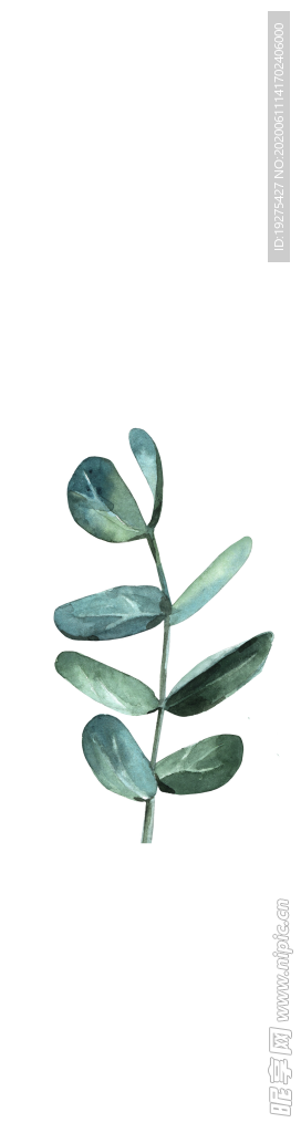 热带植物尤加利