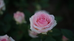 玫瑰花