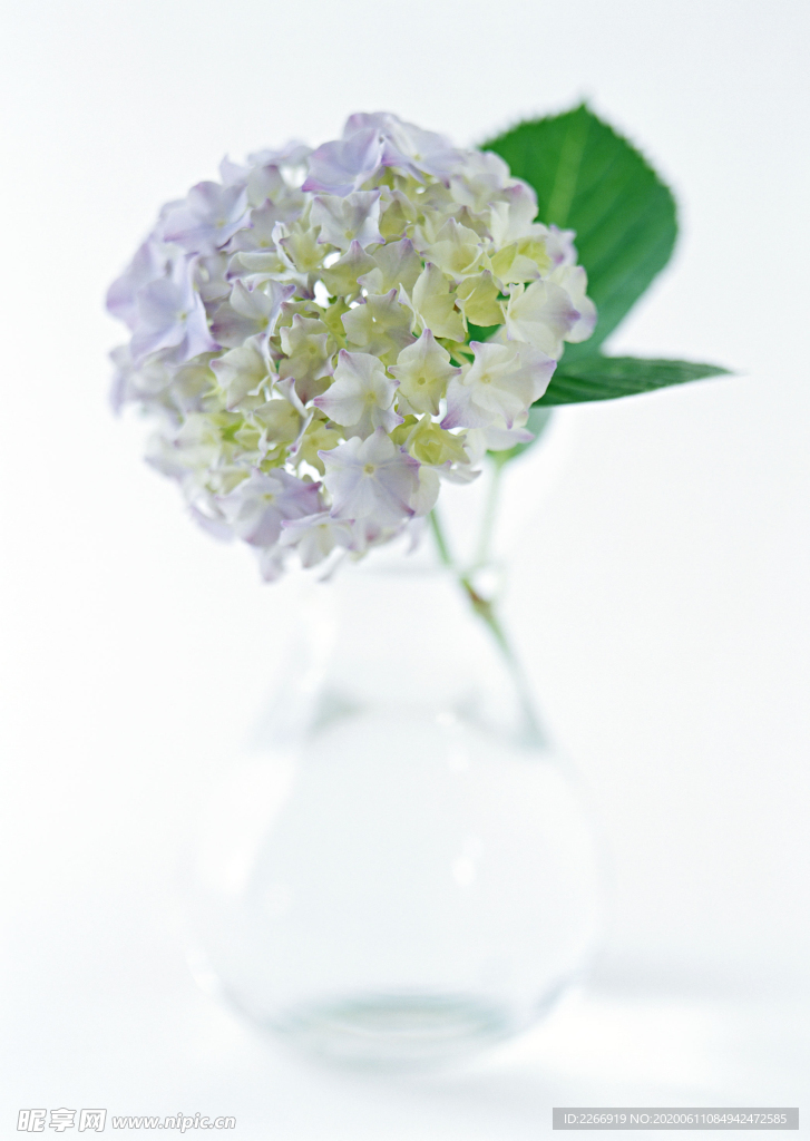 花卉艺术