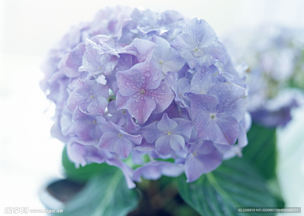 花卉艺术