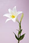 百合