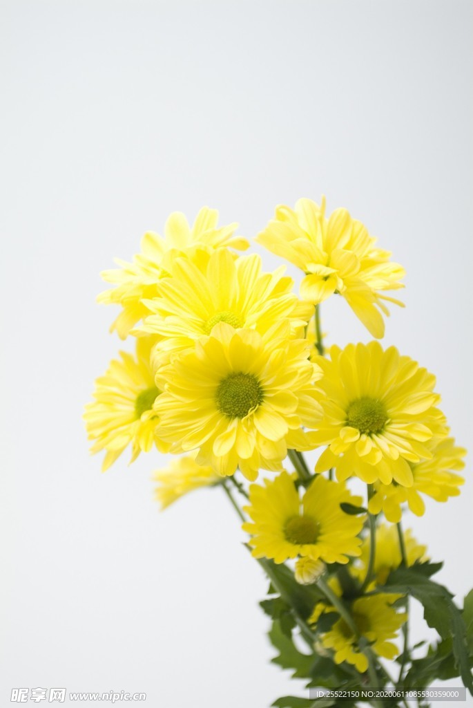 雏菊