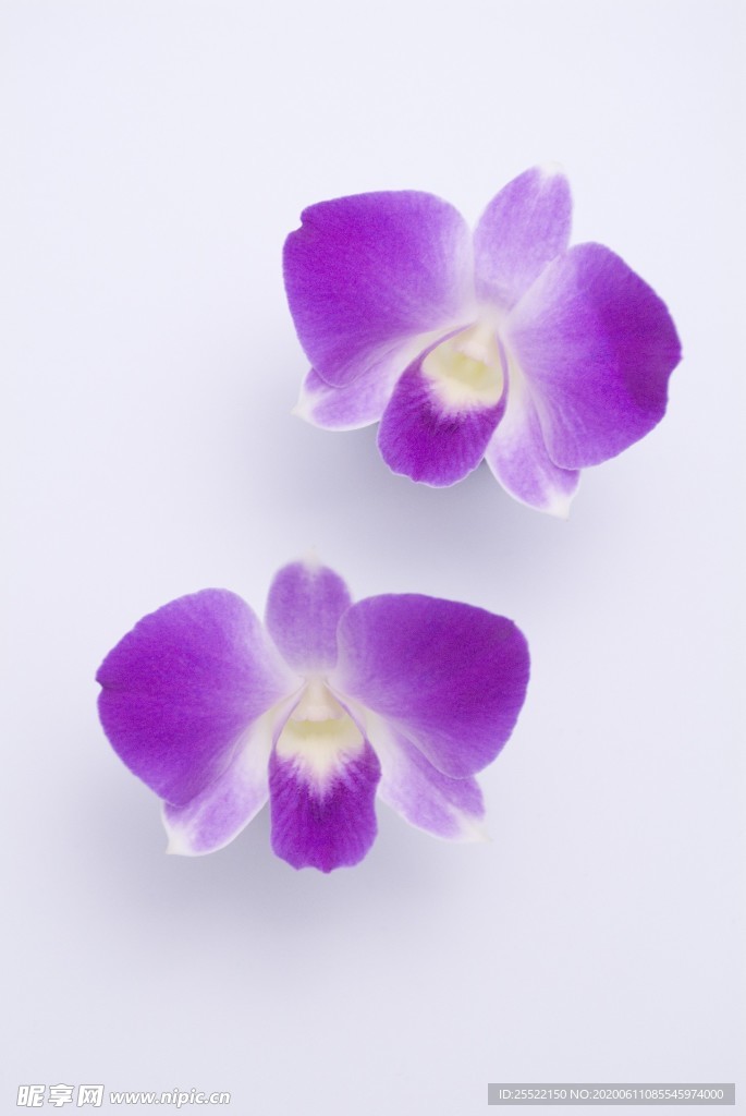 蝴蝶兰
