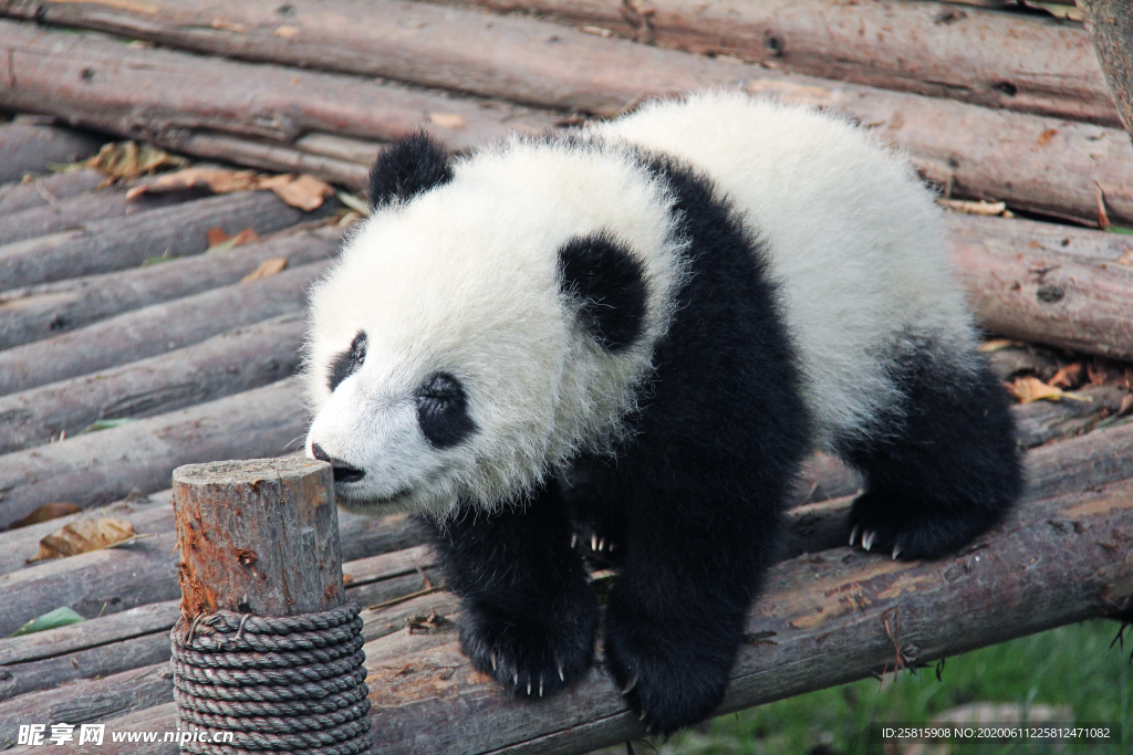 熊猫大熊猫可爱呆萌图片