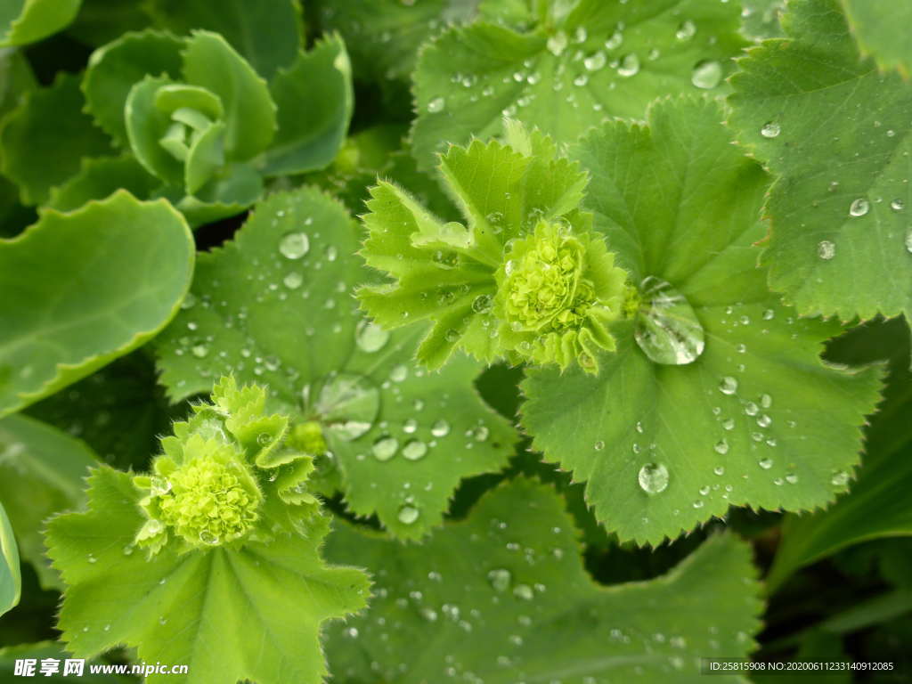 露水露珠水滴水珠图片