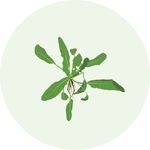 荠菜