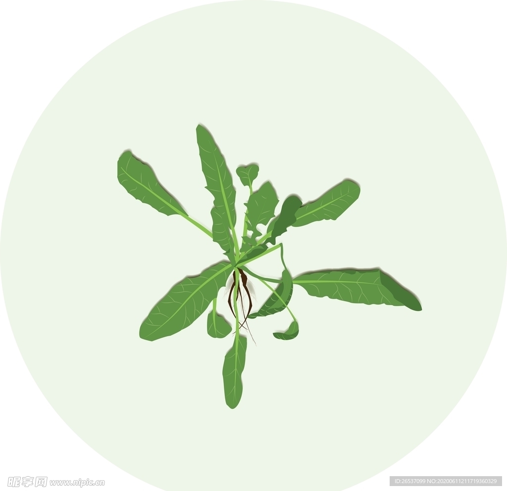 荠菜