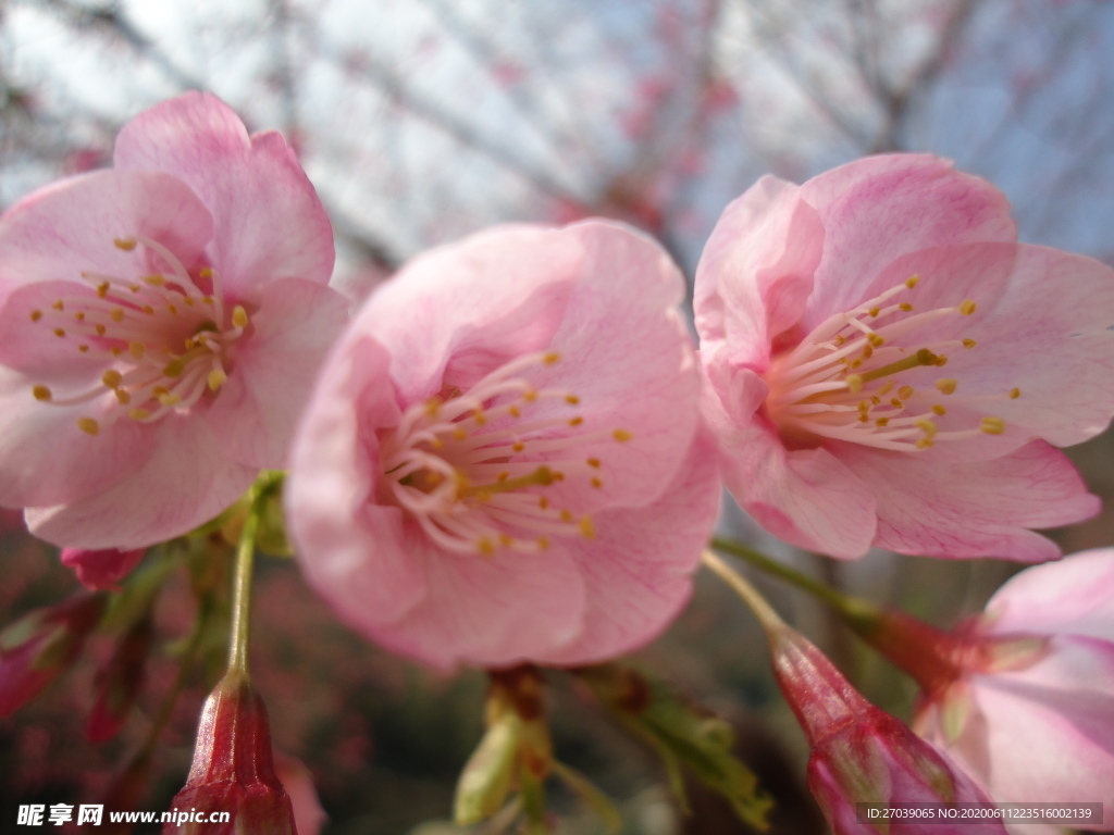 樱花