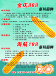 玉米种子宣传单