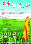 玉米种子宣传