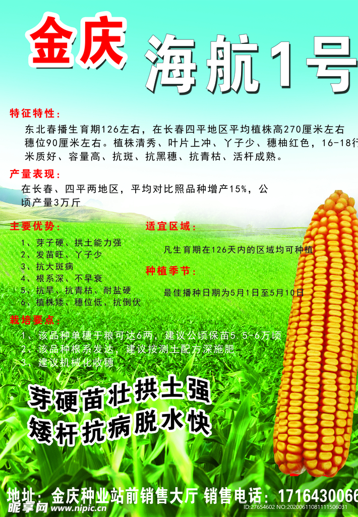 玉米种子宣传