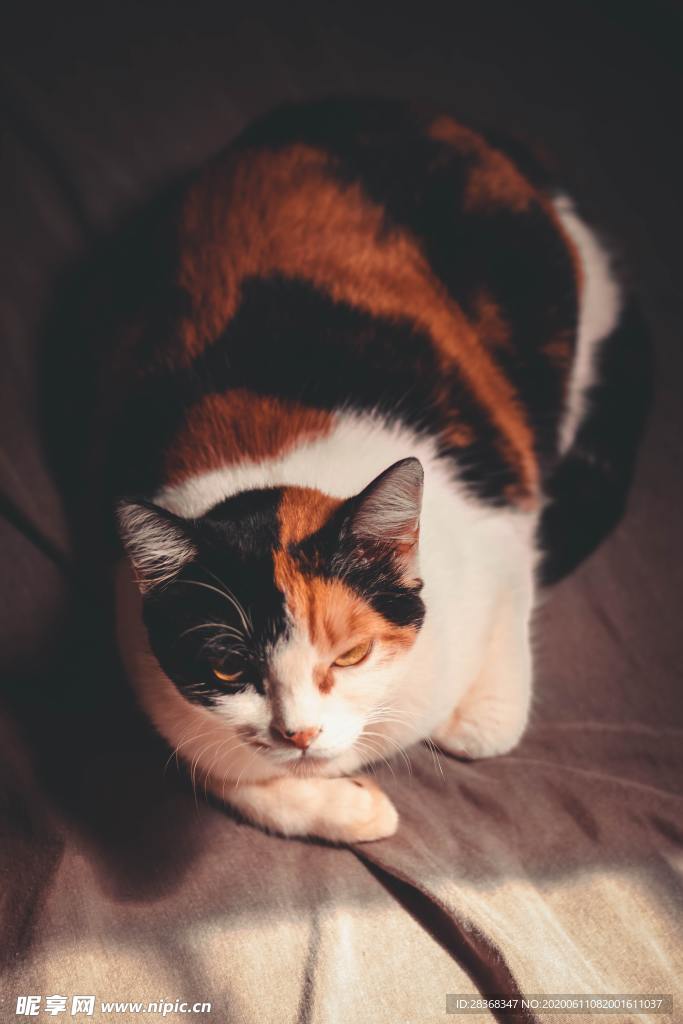 猫