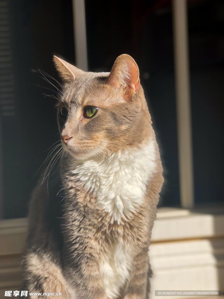 猫