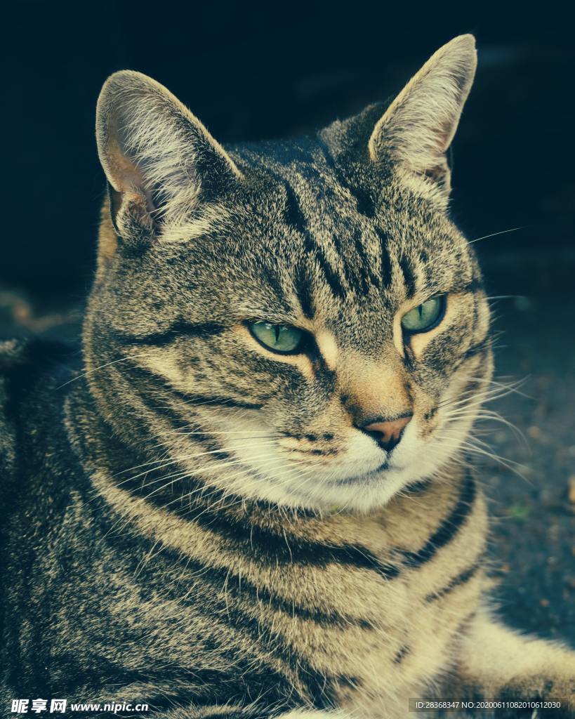 猫