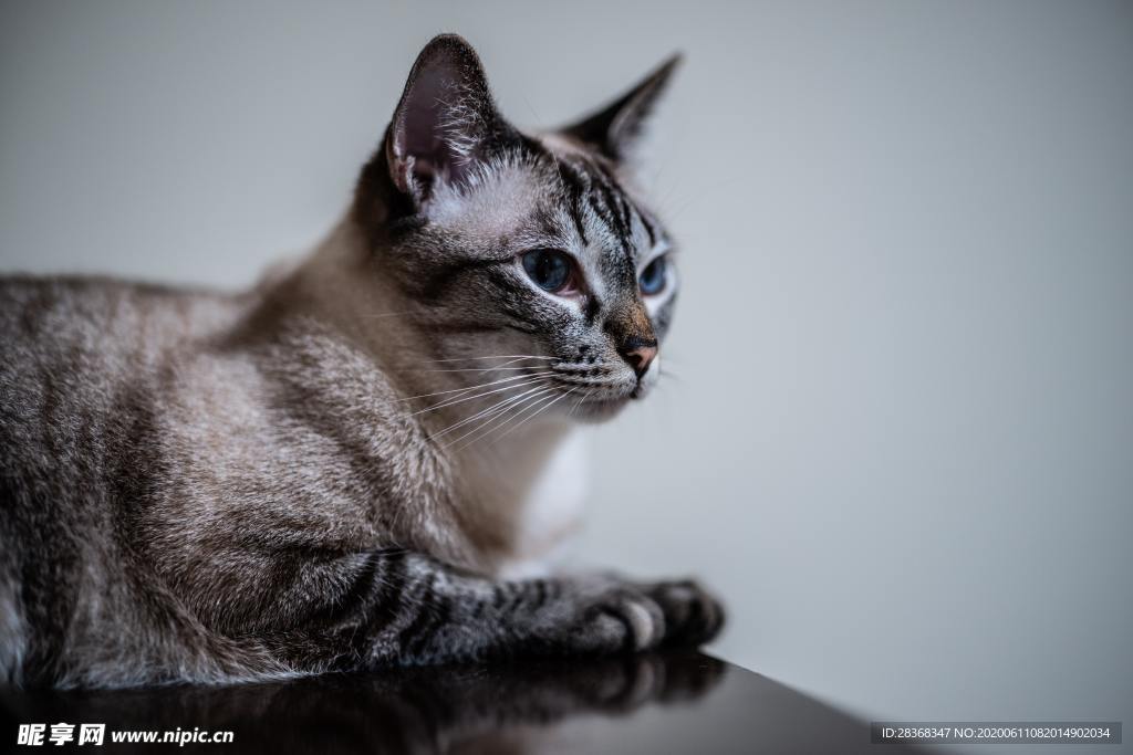 猫