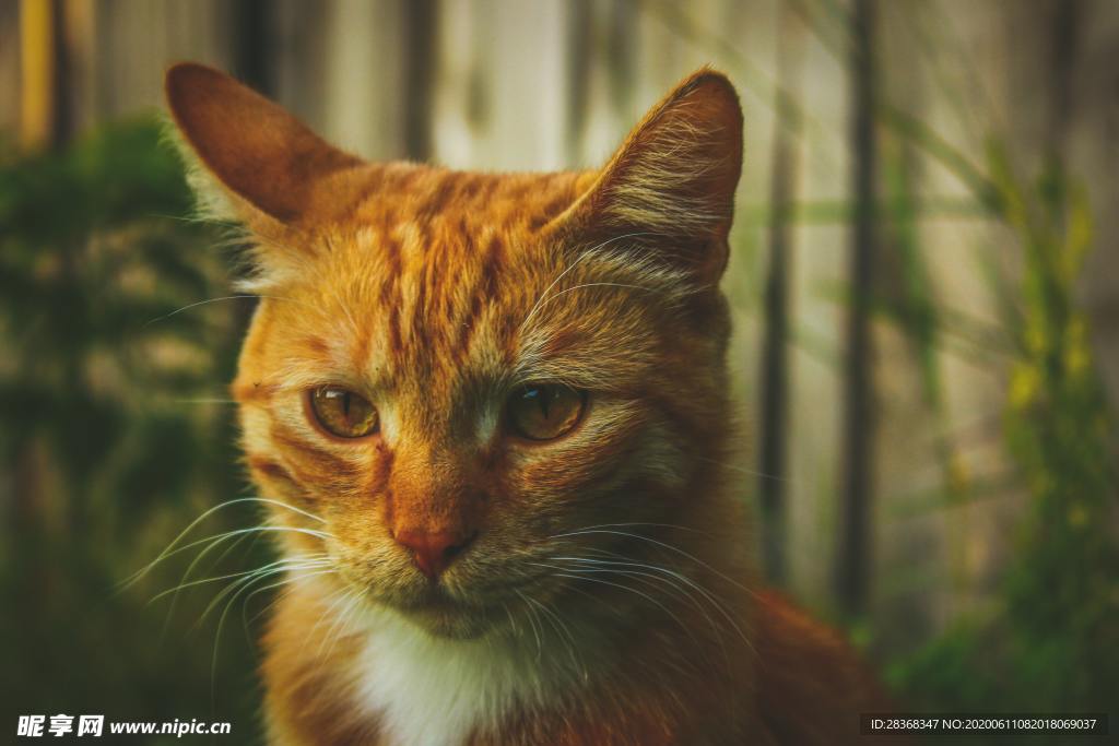 猫