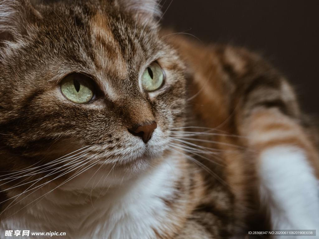 猫