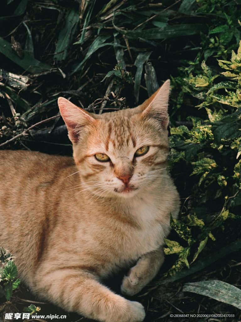 猫