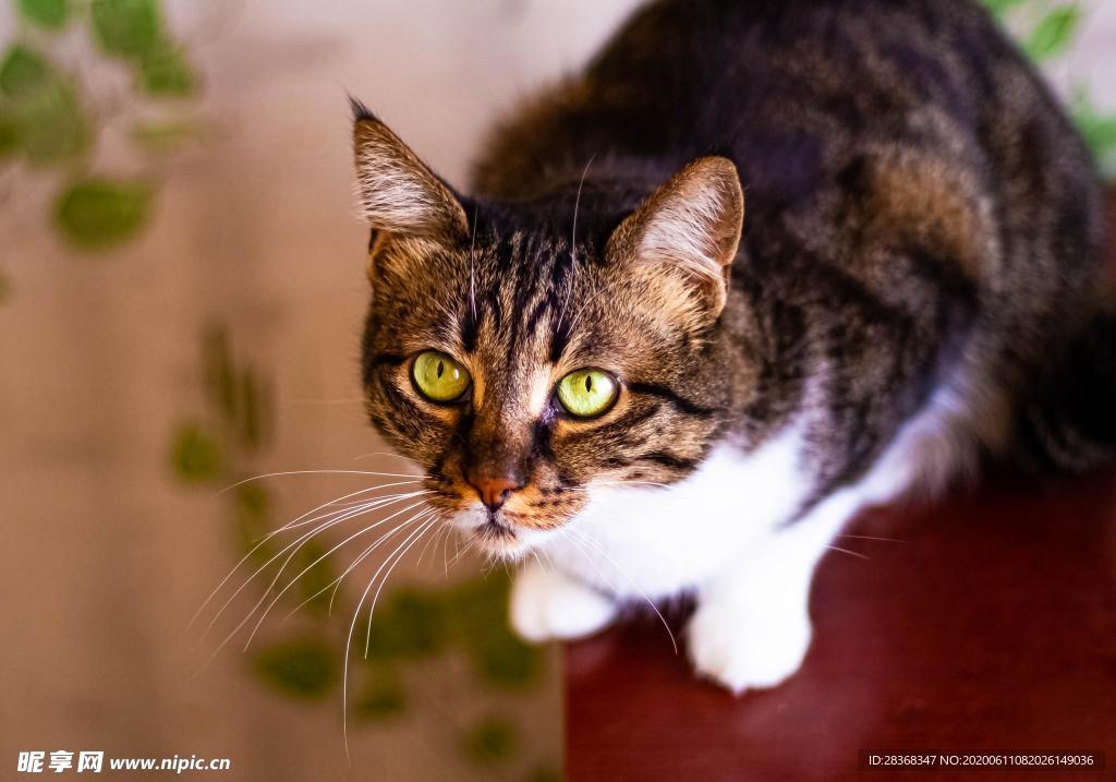 猫