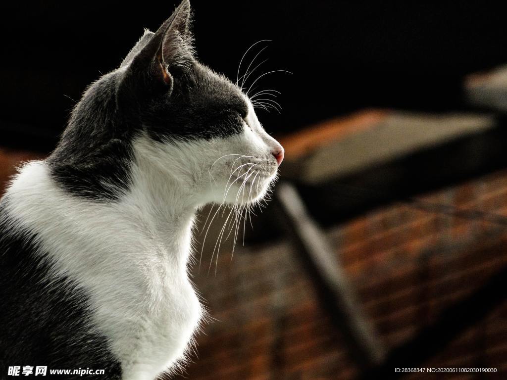 猫