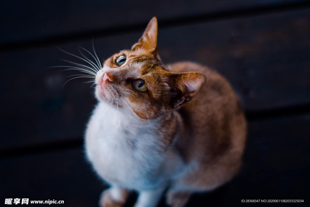 猫