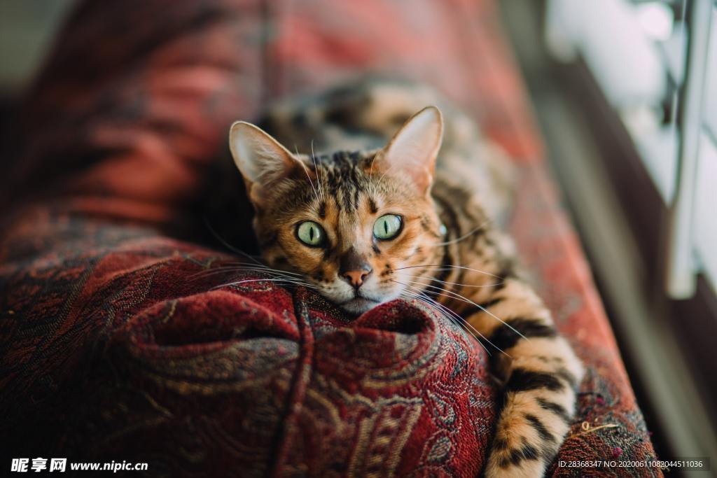 猫